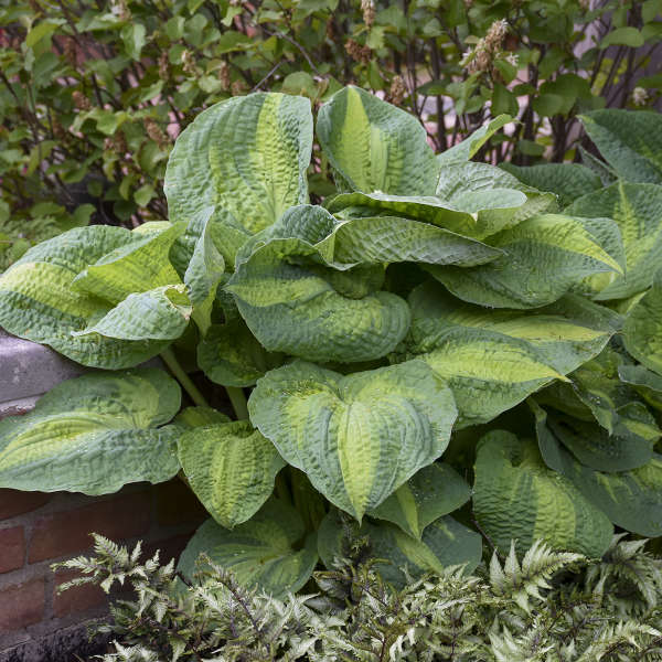 'Brother Stefan' Hosta - Image 3
