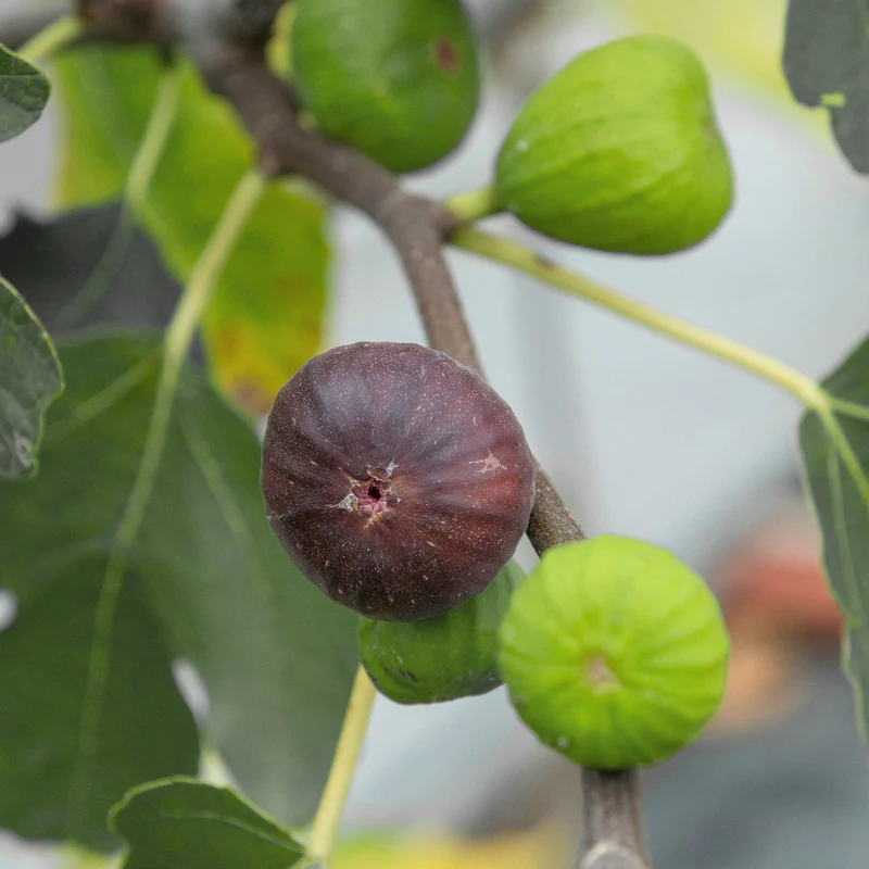 'Brown Turkey' Fig (Ficus) - Image 2