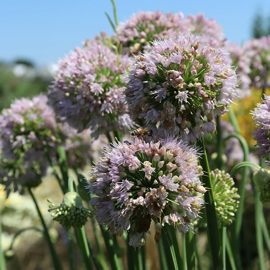 'Bubble Bath' Allium - Image 2