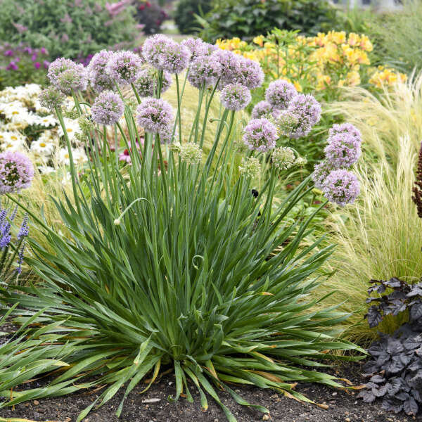 'Bubble Bath' Allium - Image 3