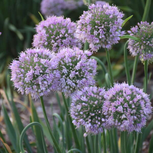 'Bubble Bath' Allium - Image 4