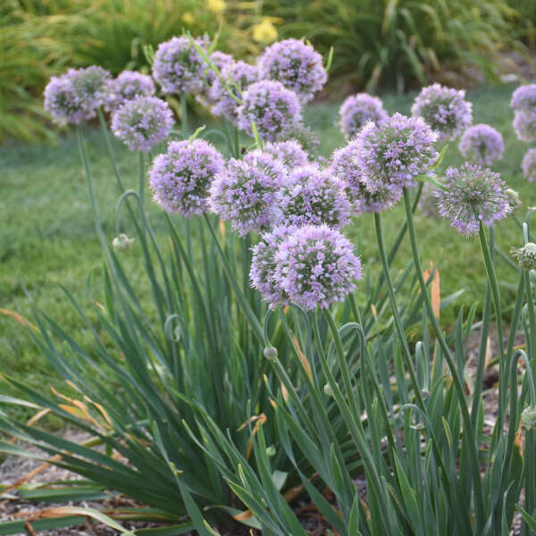 'Bubble Bath' Allium - Image 5