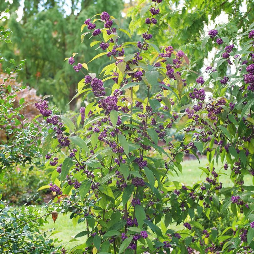 Bubble Up™ Beautyberry (Callicarpa) - Image 2