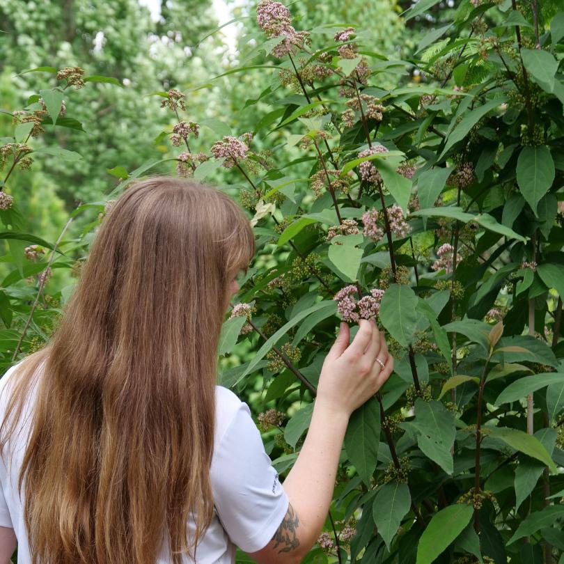 Bubble Up™ Beautyberry (Callicarpa) - Image 4