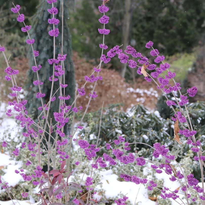 Bubble Up™ Beautyberry (Callicarpa) - Image 6