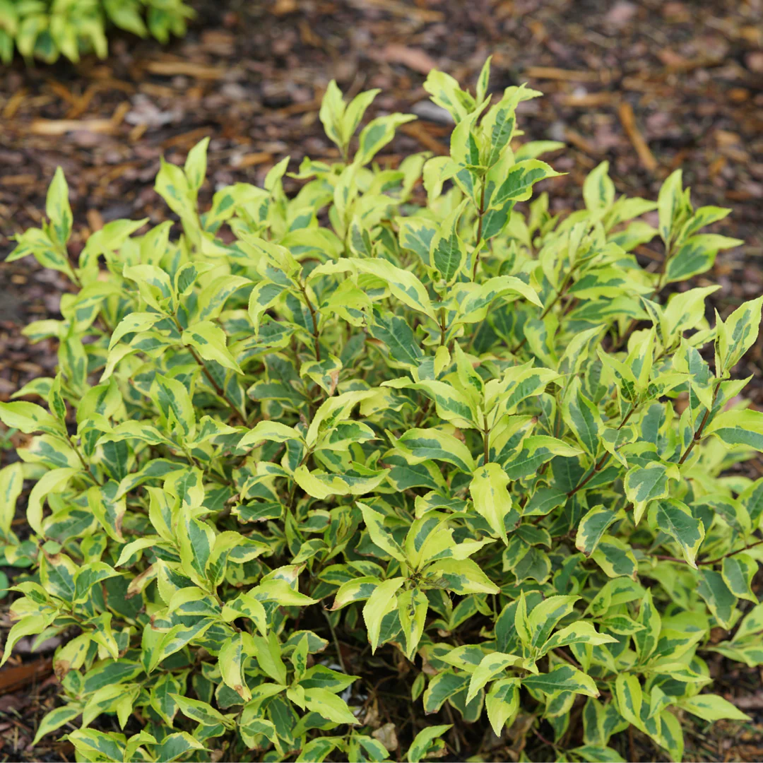 Bubbly Wine® Weigela - Image 2