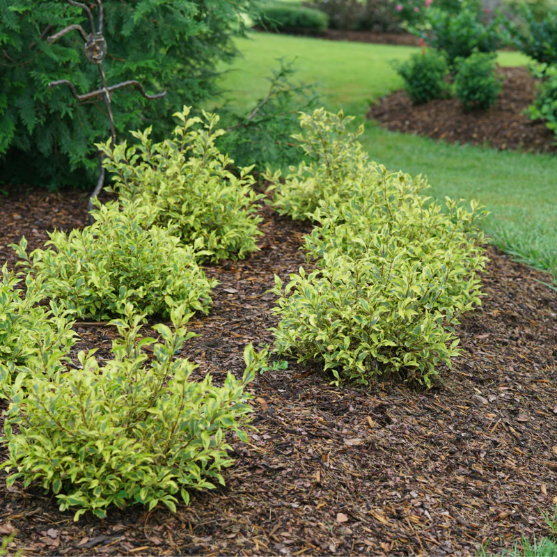 Bubbly Wine® Weigela - Image 4