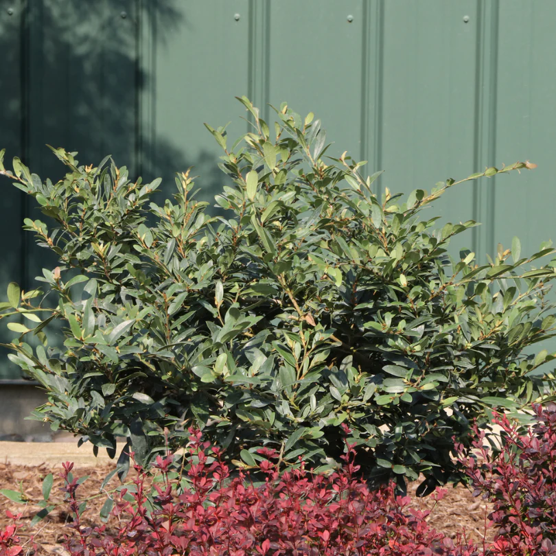 Buckhead™ Bold Distylium - Image 5