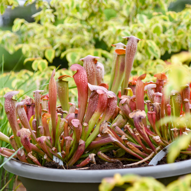 'Bug Bat' Pitcher Plant (Saracennia) - Image 3