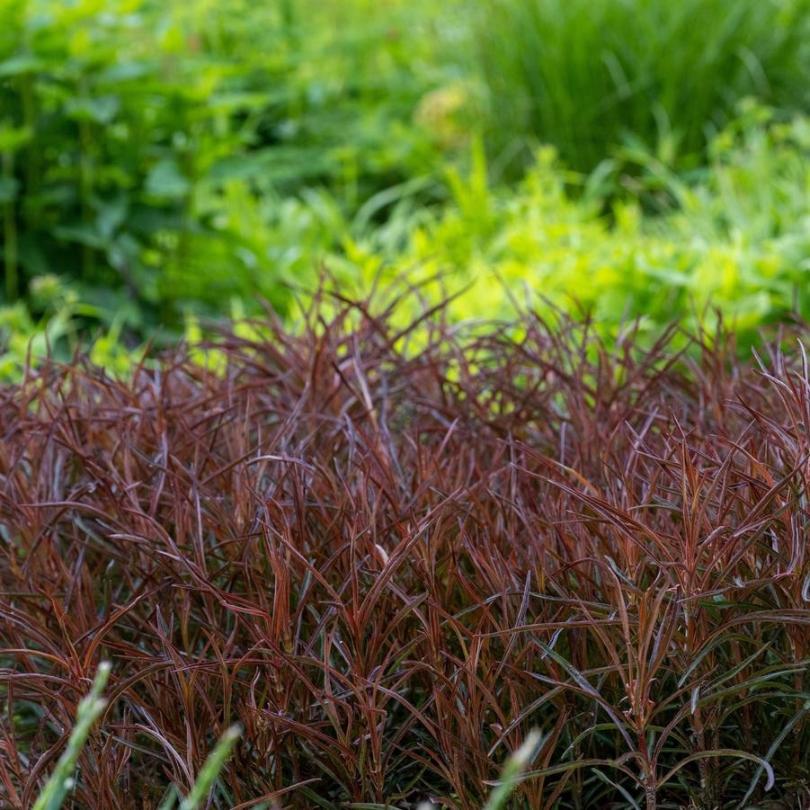 'Burgundy Mist' Lance-Leaved Loosestrife (Lysimachia) - Image 3