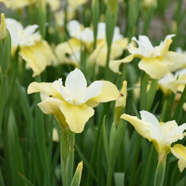 'Butter & Sugar' Siberian Iris - Image 2