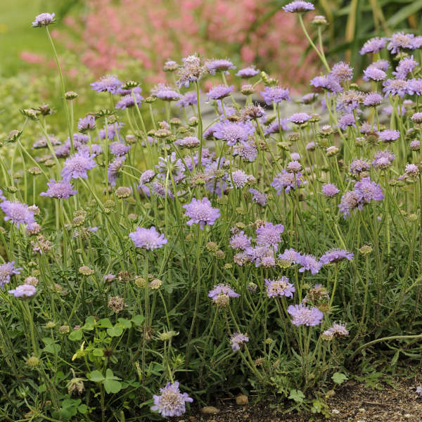 'Butterfly Blue' Pincushion Flower (Scabiosa) - Image 2