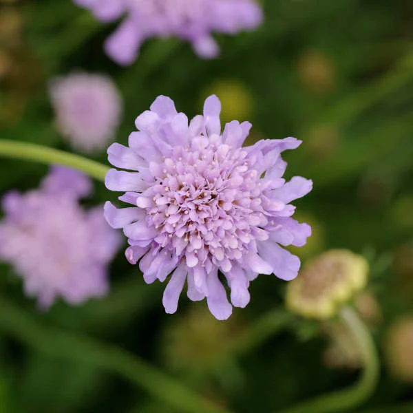 'Butterfly Blue' Pincushion Flower (Scabiosa) - Image 5