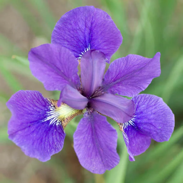 'Caesar's Brother' Siberian Iris - Image 3
