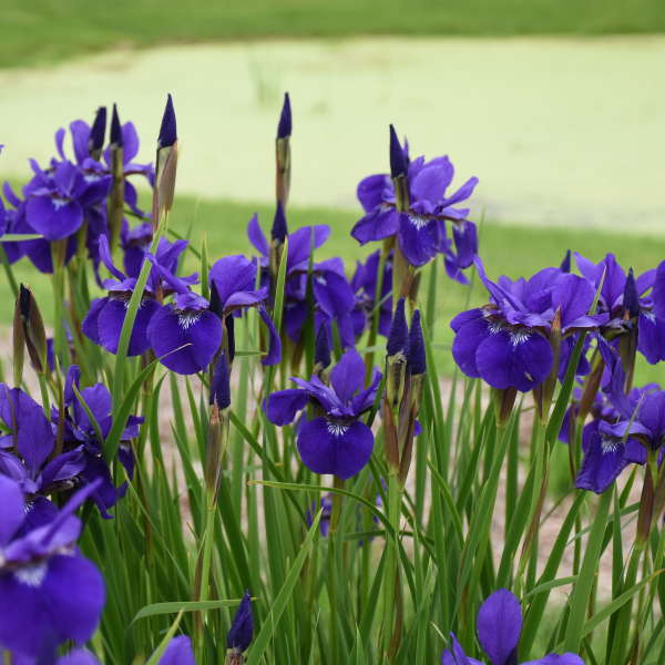'Caesar's Brother' Siberian Iris - Image 4