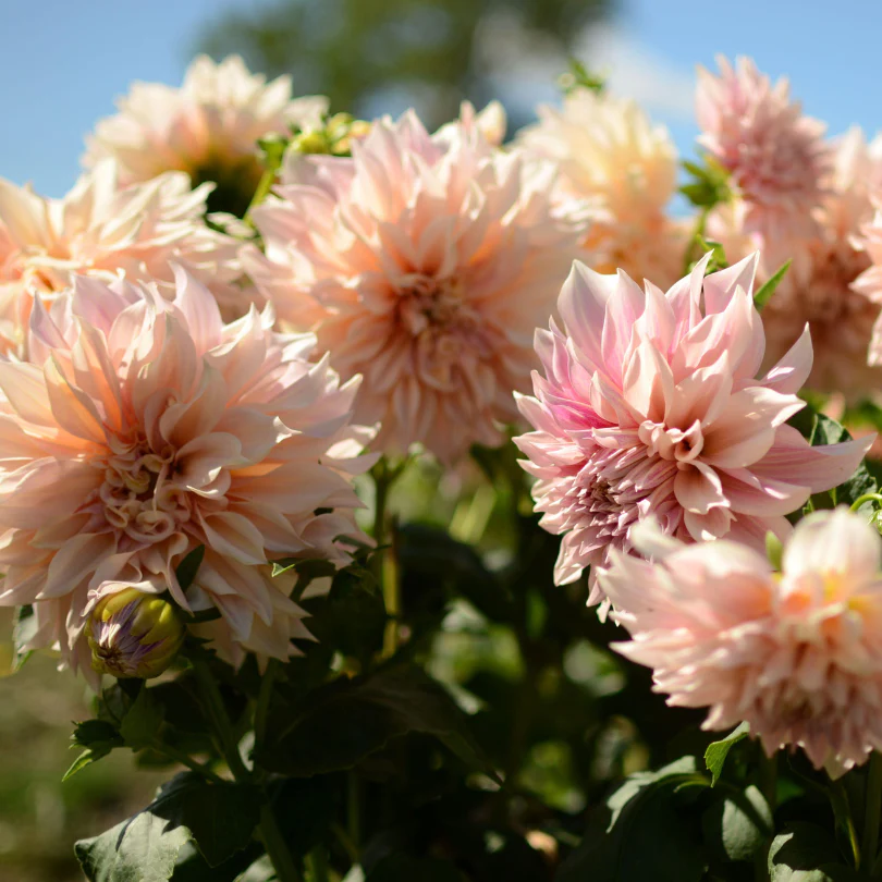 'Café au Lait' Dahlia - Image 2