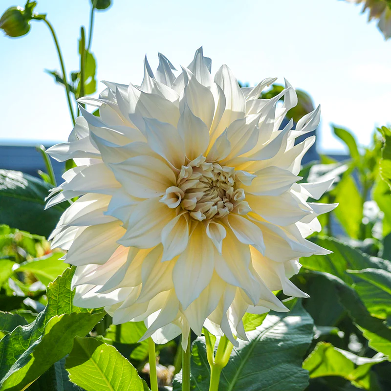 'Café au Lait' Dahlia - Image 3