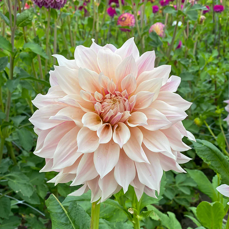 'Café au Lait' Dahlia - Image 4