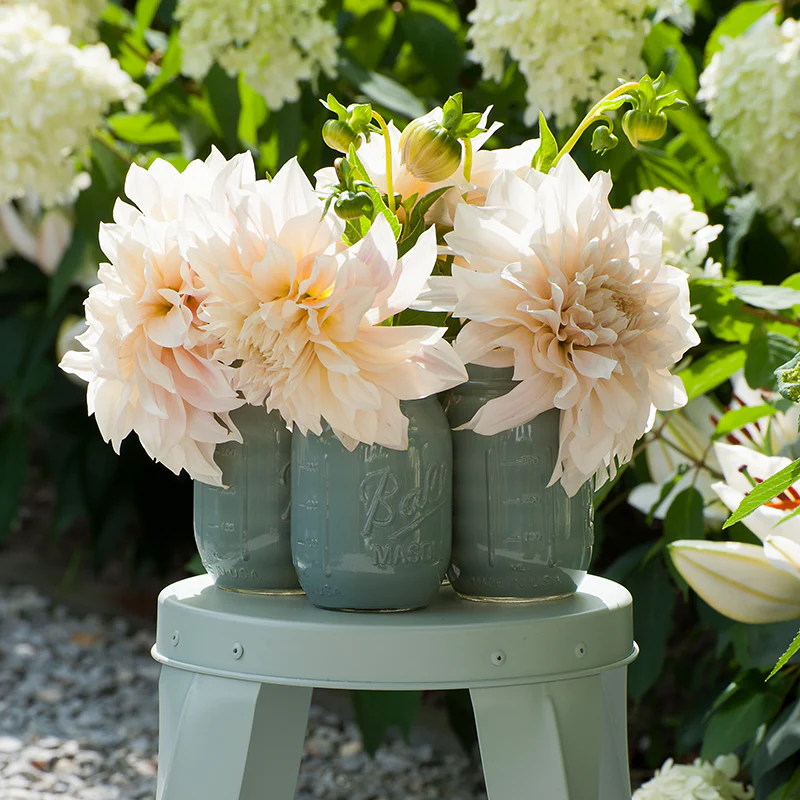'Café au Lait' Dahlia - Image 5