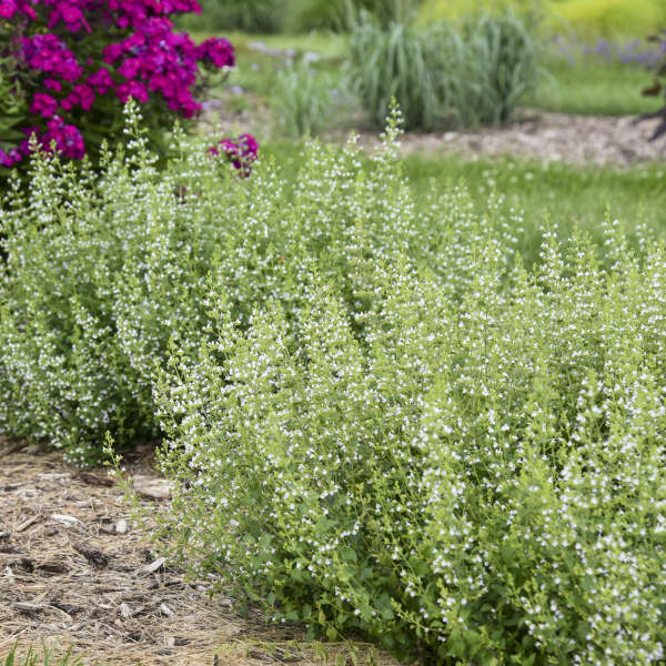 Calamint - Image 2