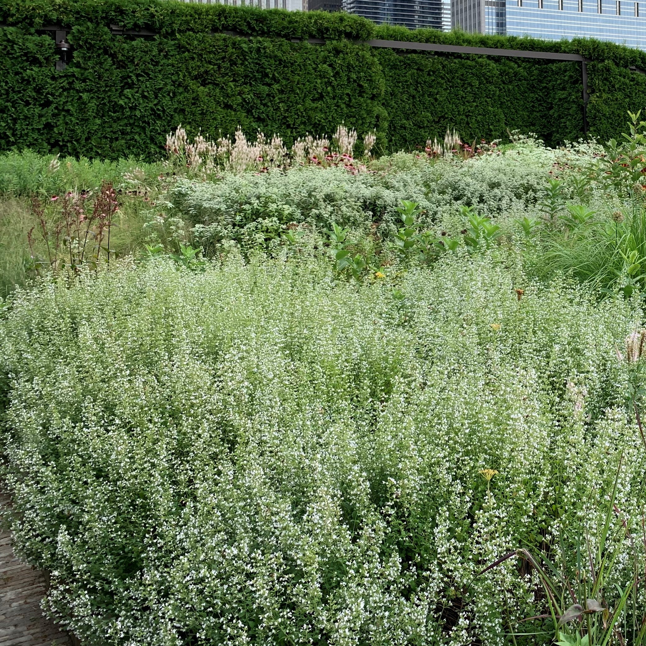 Calamint - Image 3
