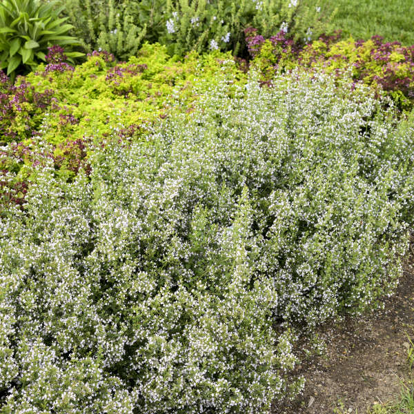 Calamint - Image 4