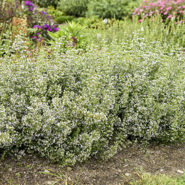 Calamint - Image 6