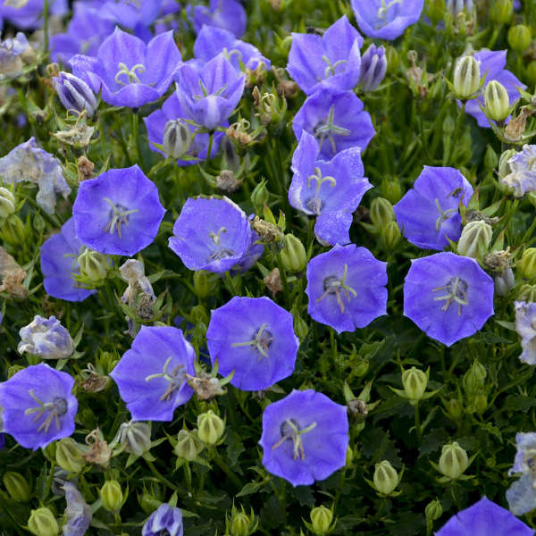 'Rapido Blue' Bellflower (Campanula) - Image 2