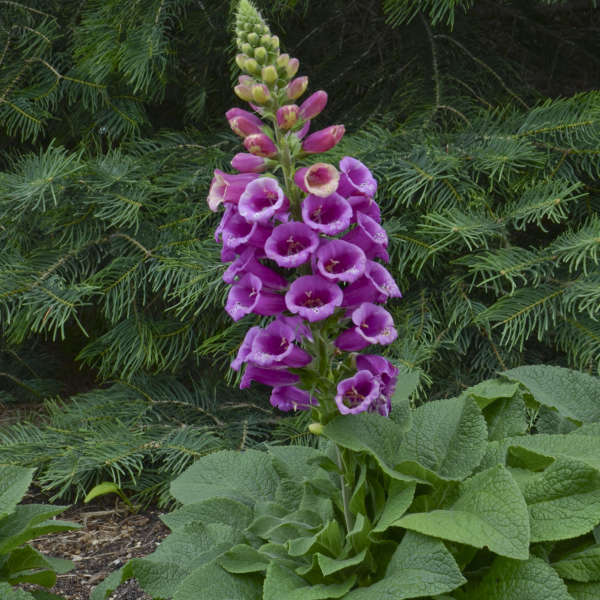 'Candy Mountain' Foxglove (Digitalis) - Image 2