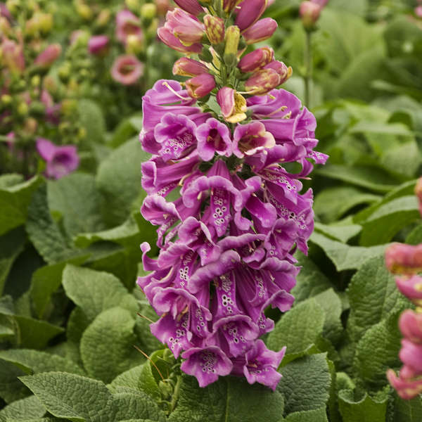 'Candy Mountain' Foxglove (Digitalis) - Image 3