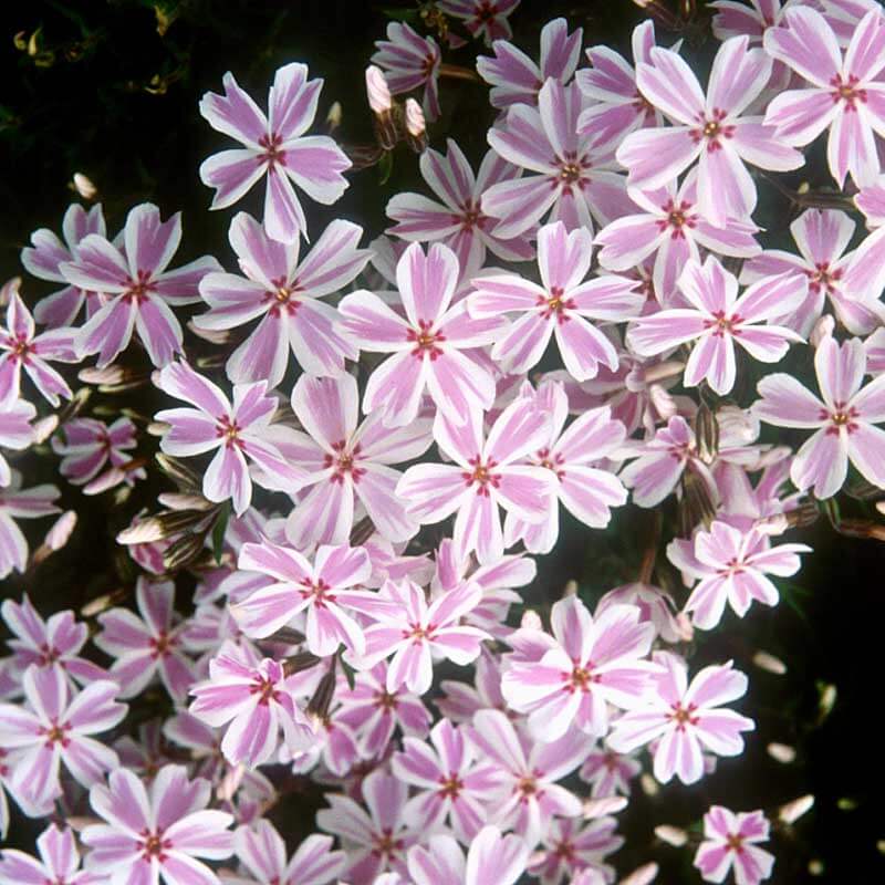 'Candy Stripe' Creeping Phlox - Image 3