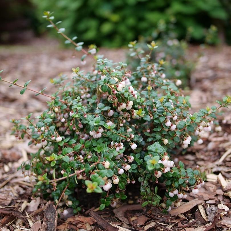 Candybox™ Chilean Guava (Ugni) - Image 2