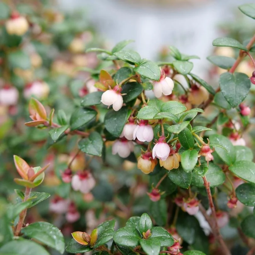Candybox™ Chilean Guava (Ugni) - Image 3