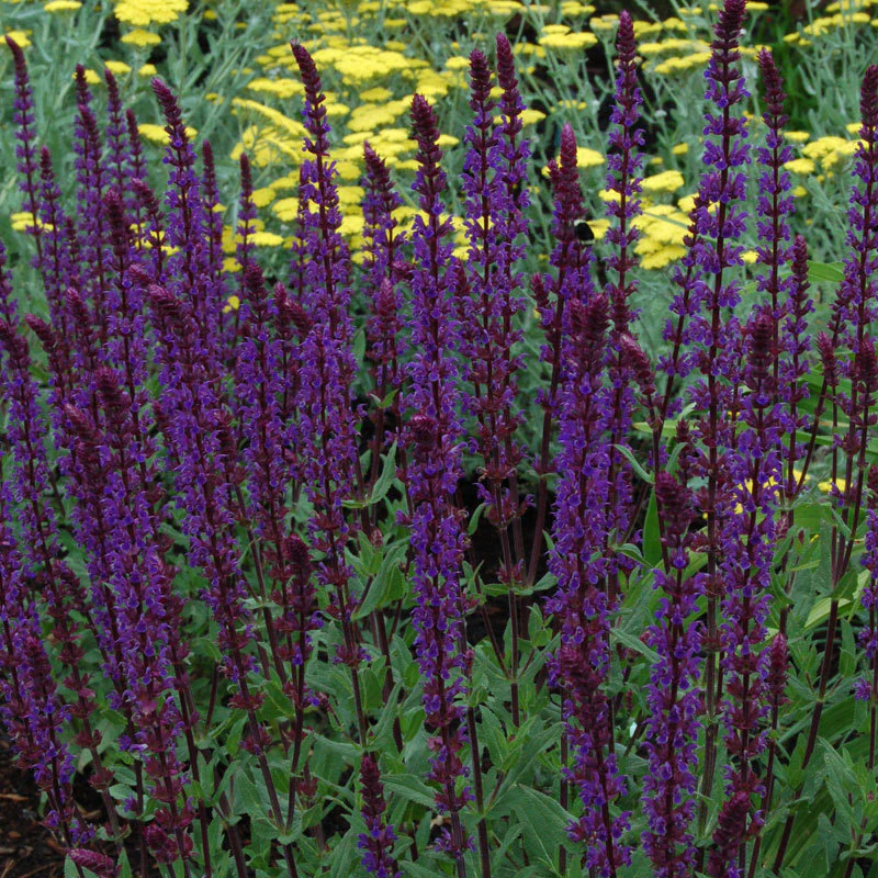 'Caradonna' Salvia - Image 2