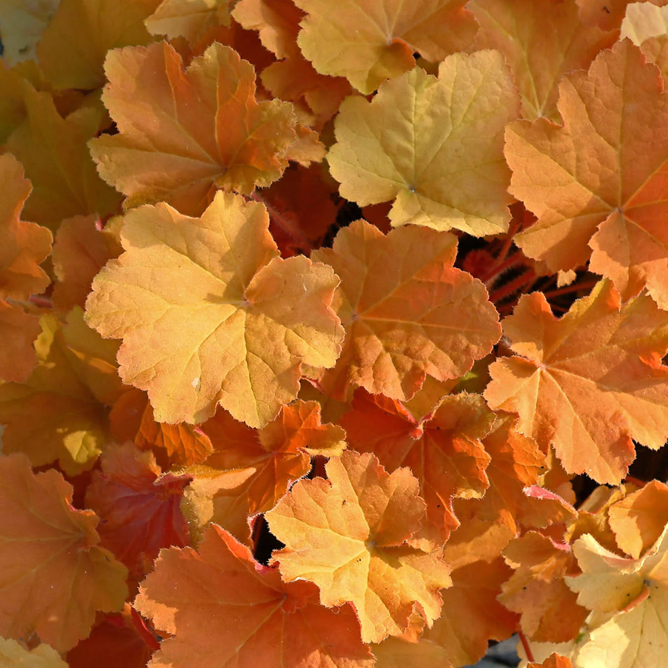 'Caramel' Coral Bells (Heuchera)