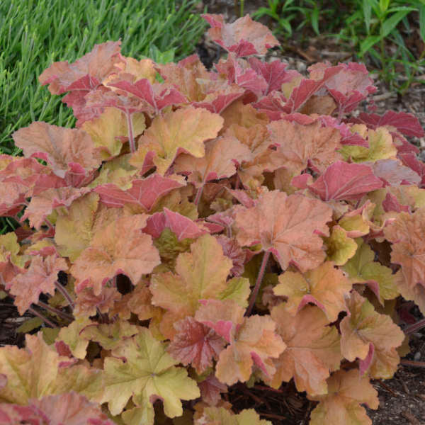 'Caramel' Coral Bells (Heuchera) - Image 2