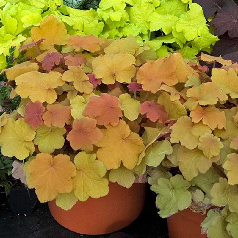 'Caramel' Coral Bells (Heuchera) - Image 3