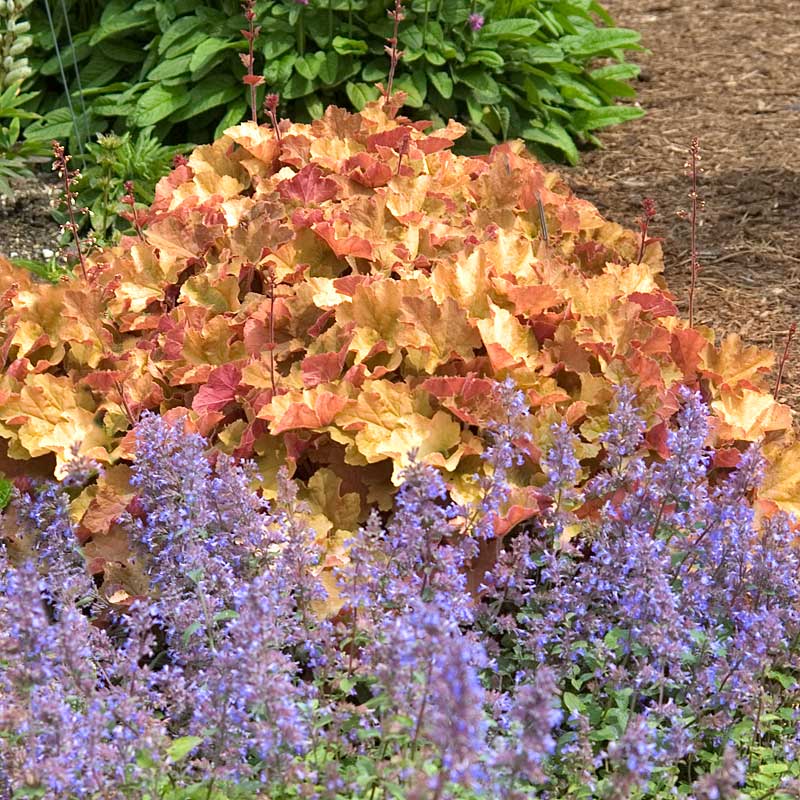 'Caramel' Coral Bells (Heuchera) - Image 4