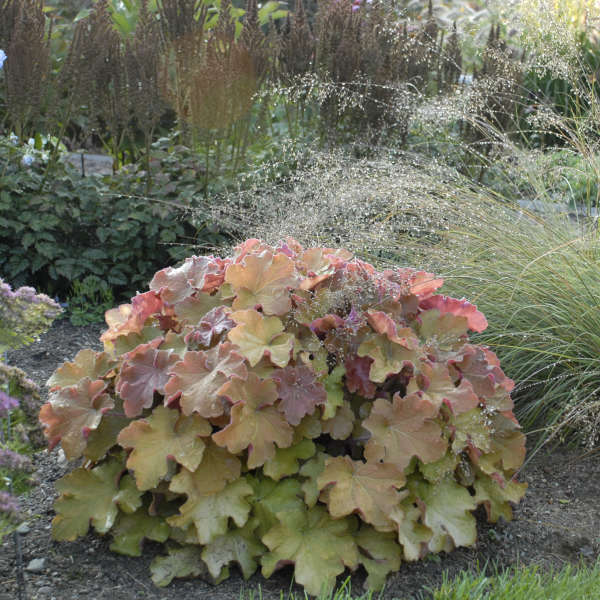 'Caramel' Coral Bells (Heuchera) - Image 5