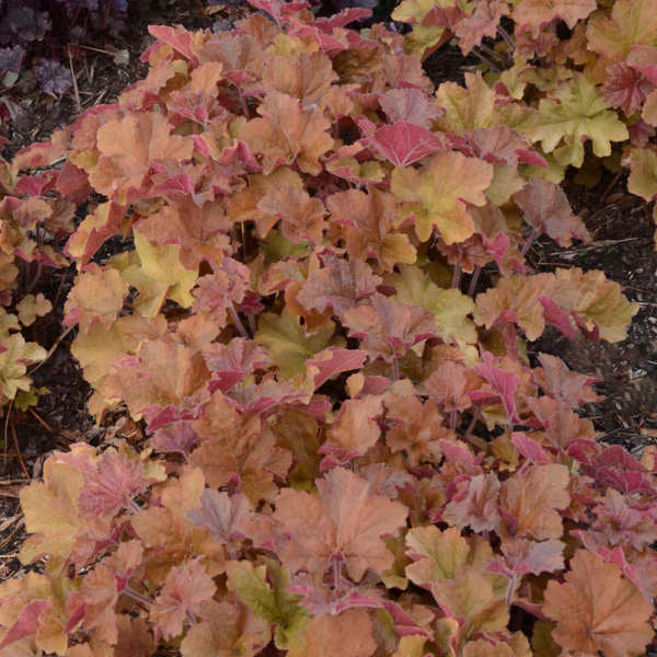 'Caramel' Coral Bells (Heuchera) - Image 6