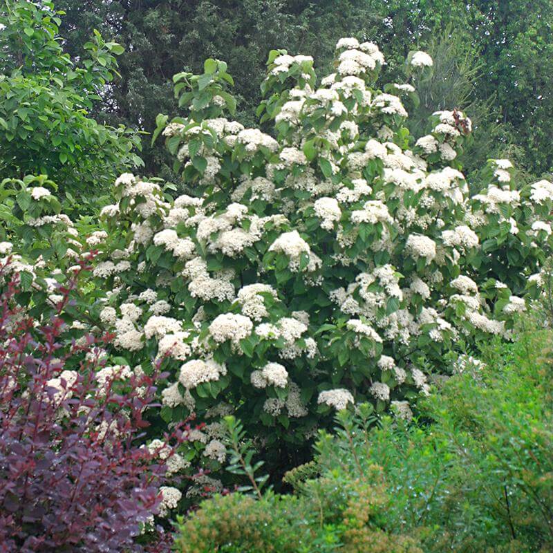 Cardinal Candy® Linden Viburnum - Image 2