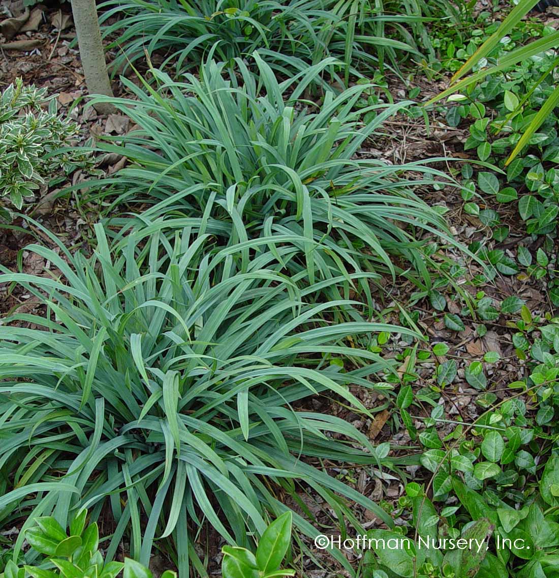 Bunny Blue® 'Hobb' Sedge (Carex)