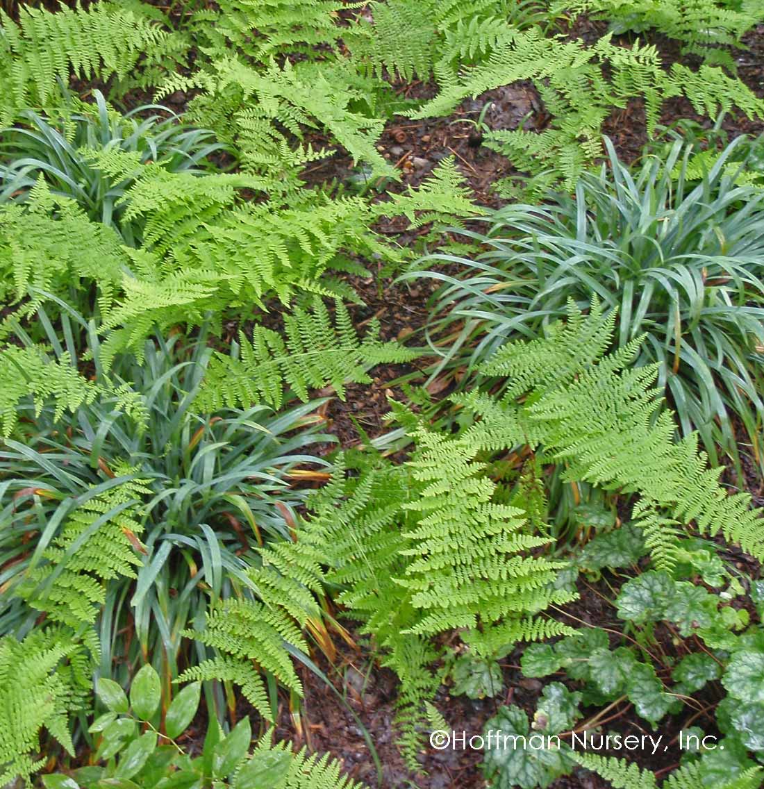 Bunny Blue® 'Hobb' Sedge (Carex) - Image 3