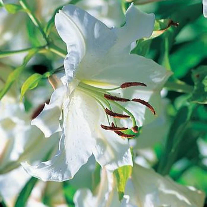 'Casa Blanca' Lily (Lilium) - Image 2
