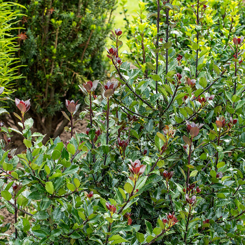 Castle Rouge⢠Blue Holly (Ilex) - Image 2