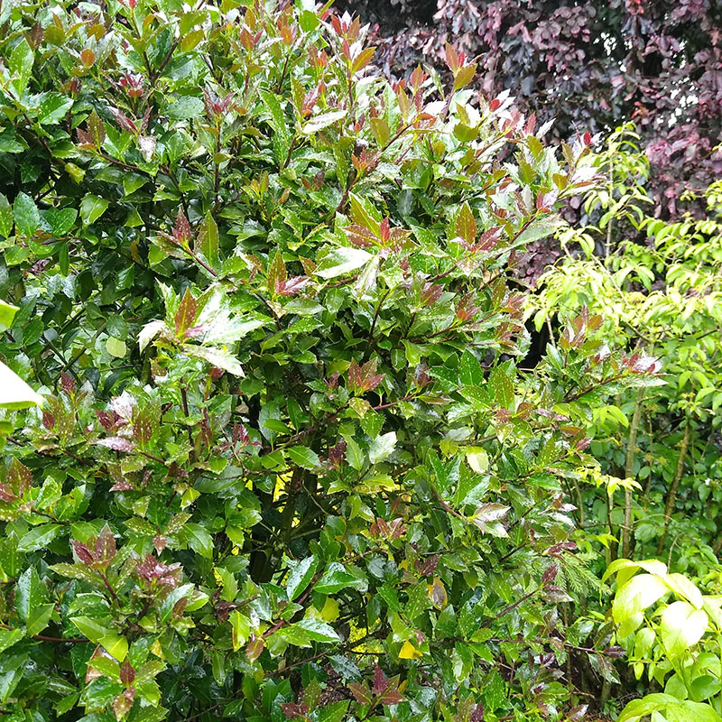 Castle Rouge⢠Blue Holly (Ilex) - Image 3