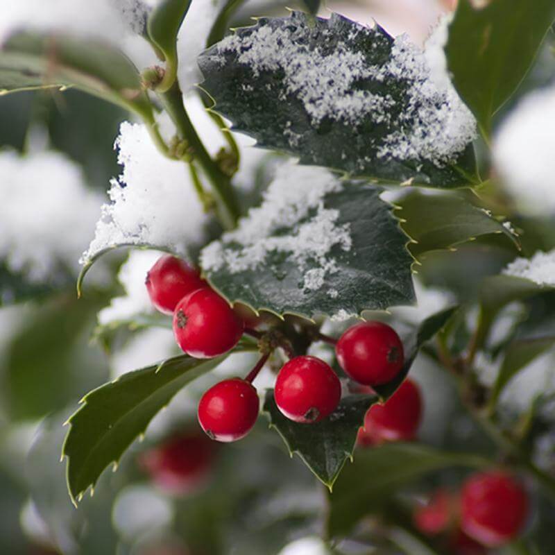 Castle Spire® Blue Holly (Ilex) - Image 3