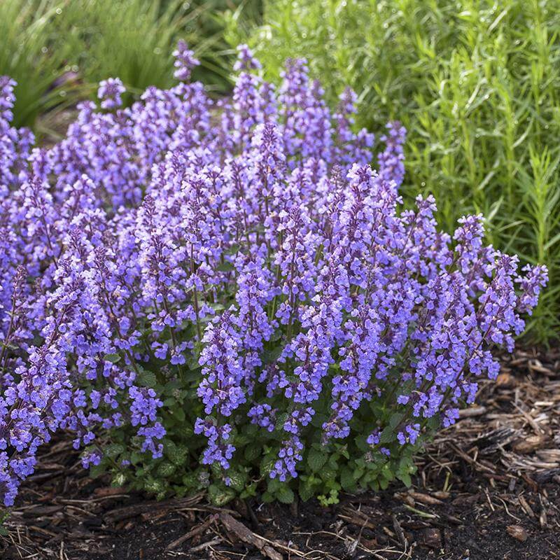 'Cat's Pajamas' Catmint (Nepeta) - Image 2