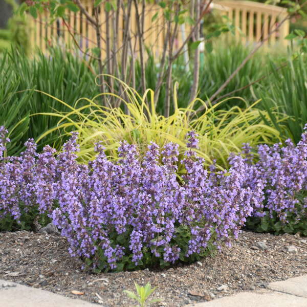 'Cat's Pajamas' Catmint (Nepeta) - Image 3