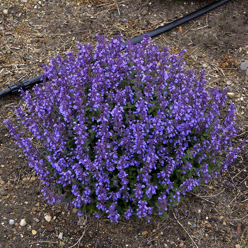 'Cat's Pajamas' Catmint (Nepeta) - Image 4